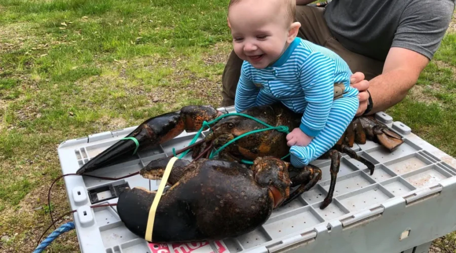 New Brunswick Baby Meets 17 Pound Lester The Lobster