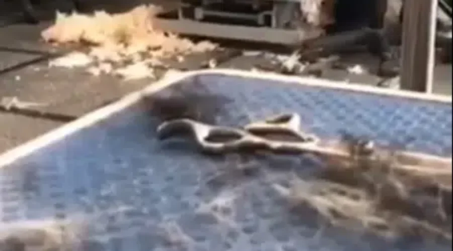 Alleged Case Of Animal Abuse At Dog Groomer Under Investigation