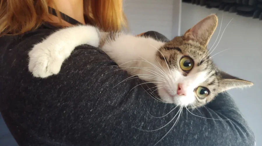 VIDEO …Meet Mousie the cat from the greater moncton SPCA