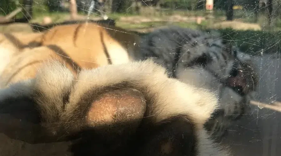 Enjoy Breakfast With The Magnetic Hill Zoo Tigers