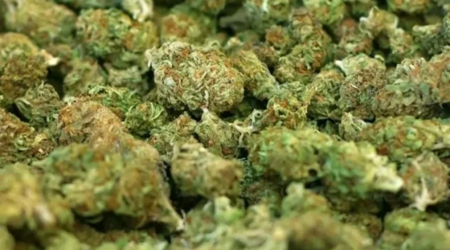 Organigram Suffers Loss In Third Quarter