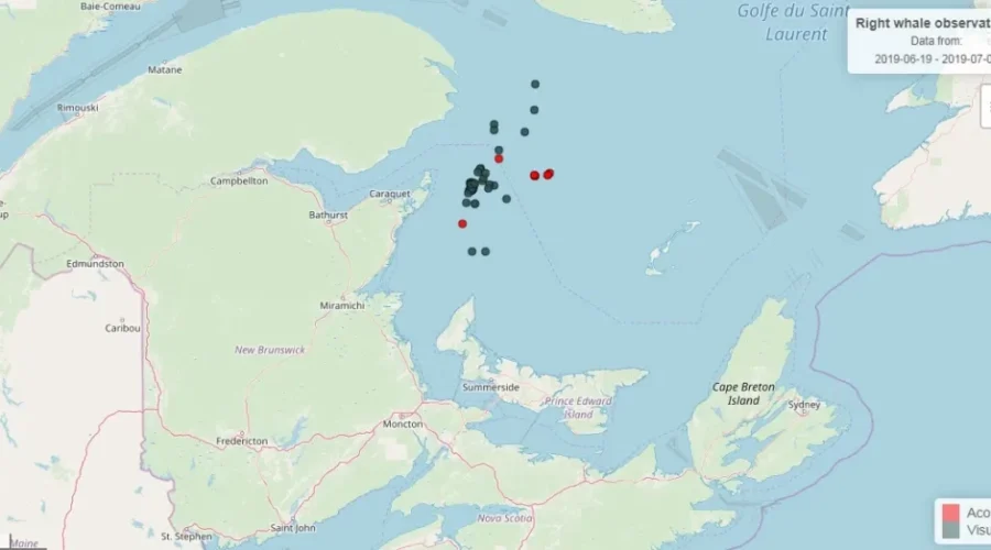 Preliminary Results Find Sixth North Atlantic Right Whale May Have Died From Vessel Strike