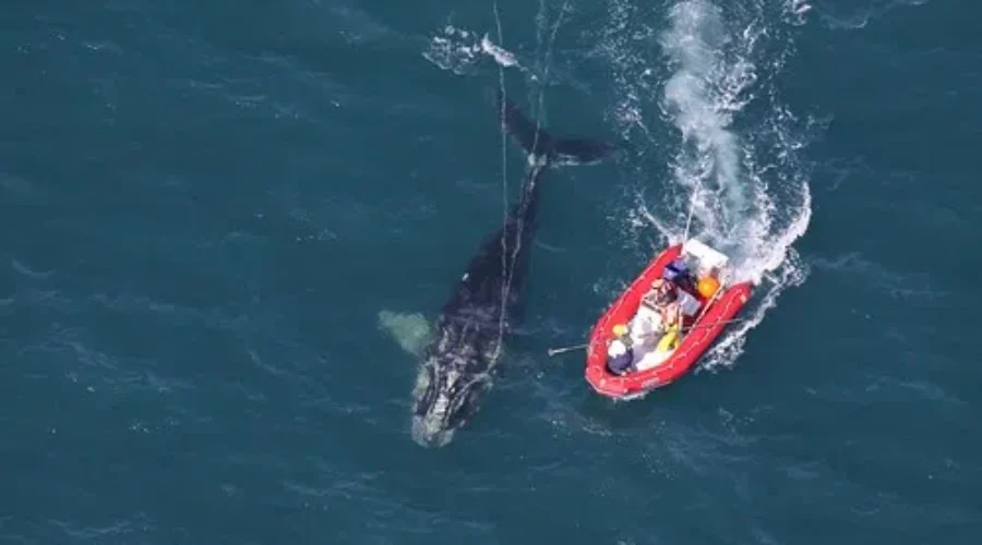 Entangled Right Whale Now Gear-Free