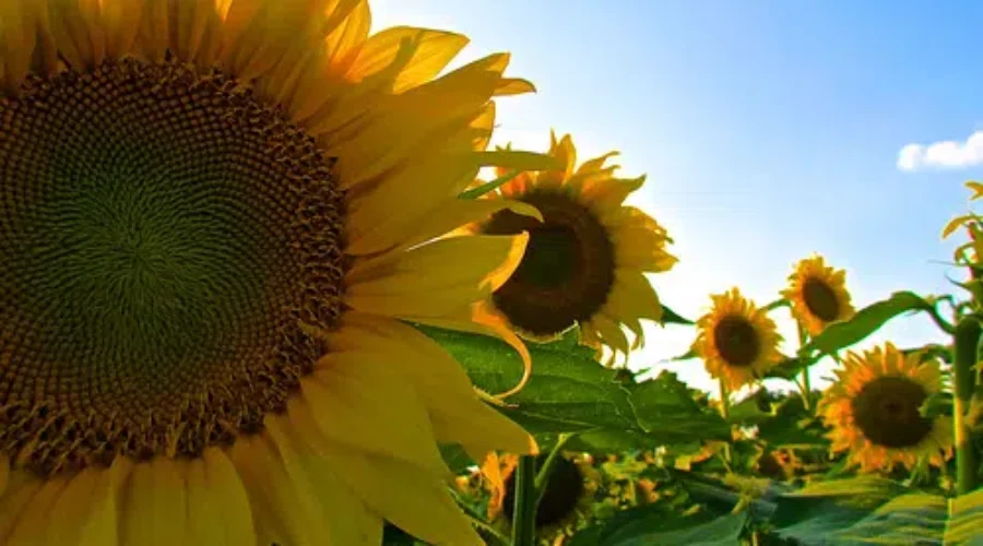 Sunflowers Highlighted At First Time Festival