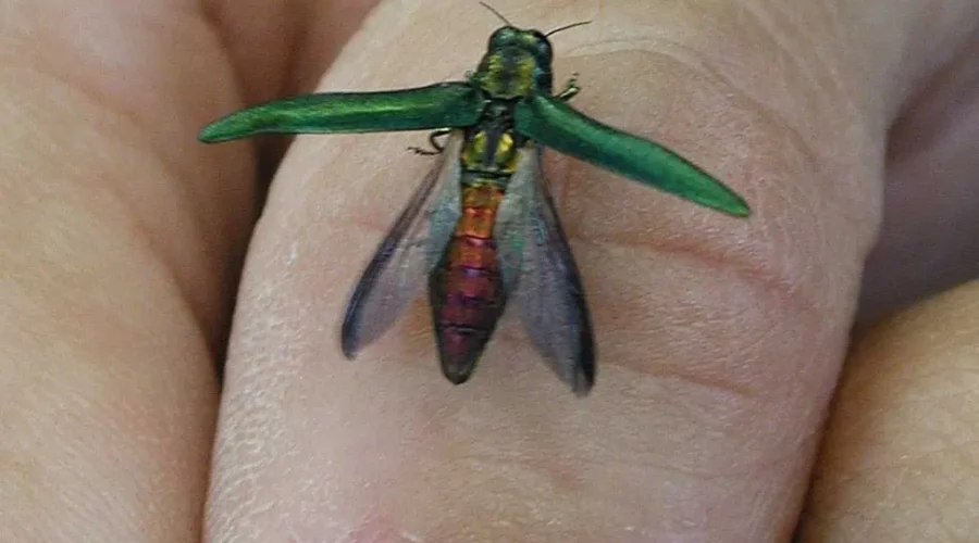 Emerald Ash Borer Found In Moncton