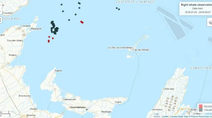 Entangled Right Whale Spotted Off Magdalen Islands