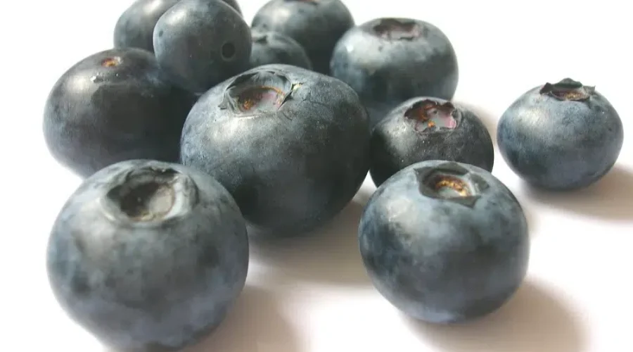NB Blueberry Producers Expect ‘Average’ Crop