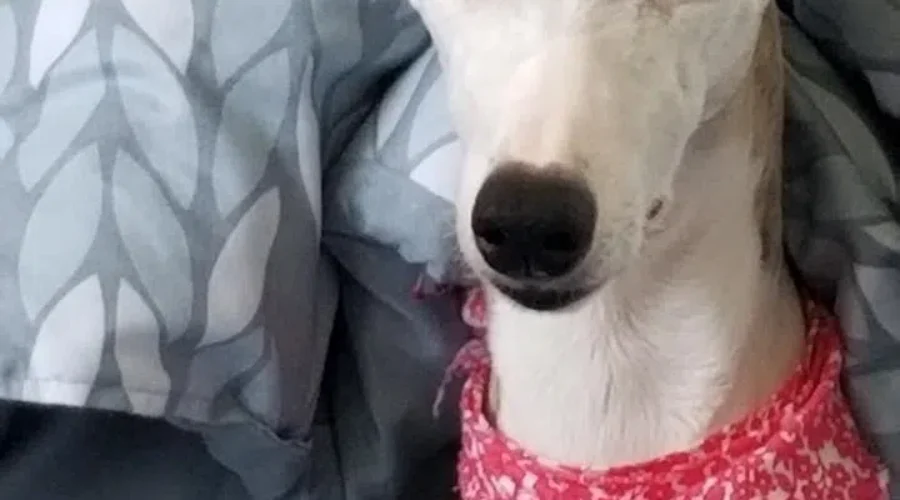 Facebook Post Helps Save Dog’s Life