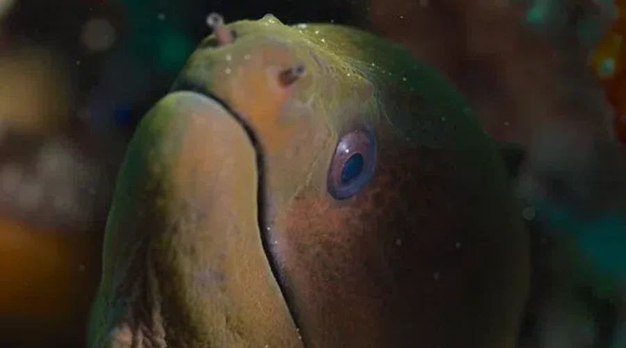 19 Maritime Fishermen Fined For Summer Violations