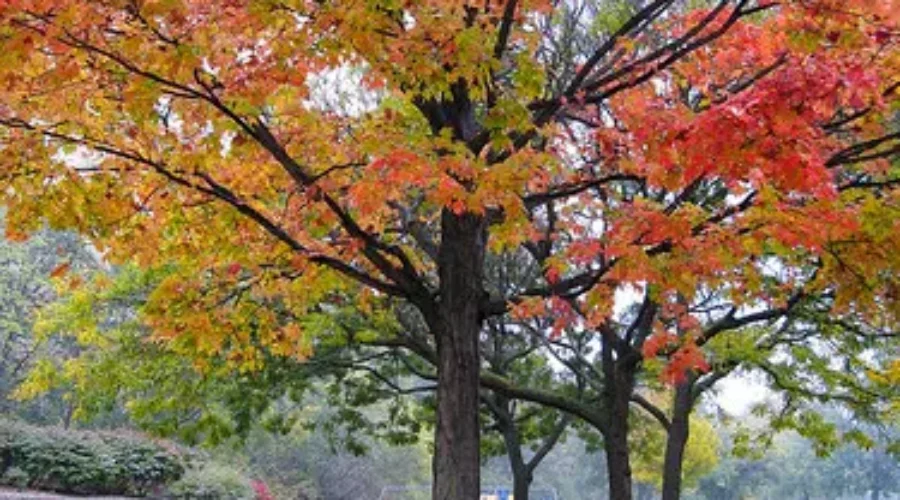 More Trees To Be Planted Throughout Moncton