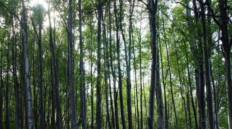 CN Donates Hundreds Of Trees To Celebrate 100th Anniversary