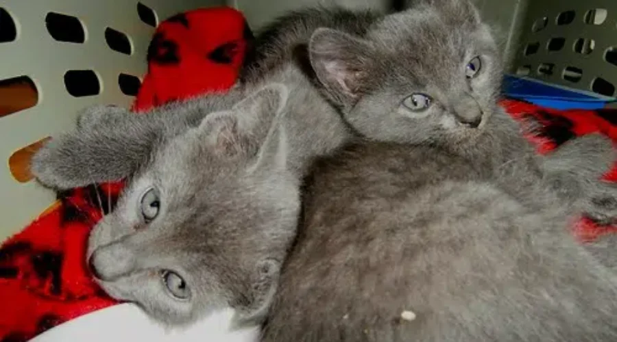 Cats And Kittens At Greater Moncton SPCA Remain Under Quarantine