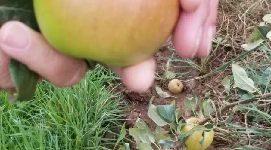 Dorian Helps Inspire Storm Cider At NB Orchard