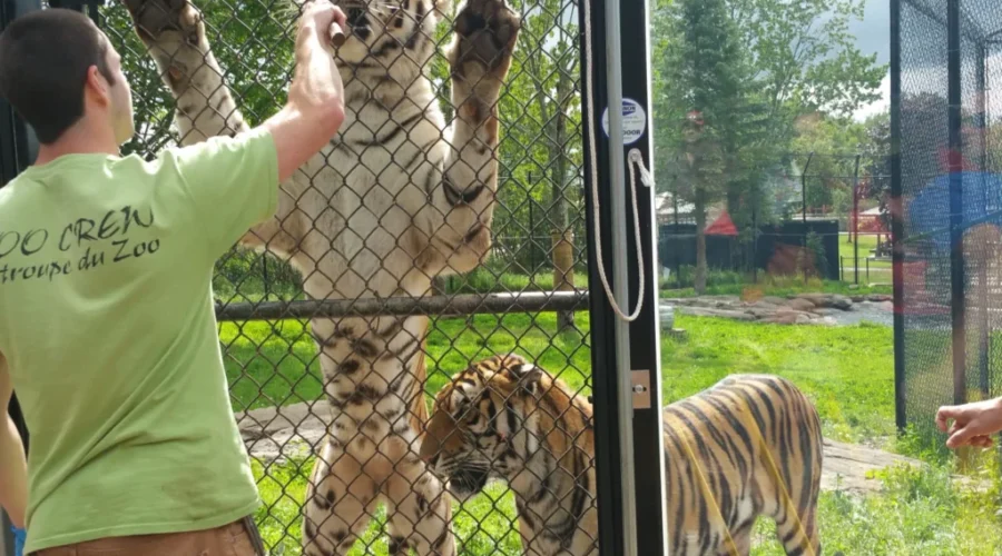 Breakfast With The Magnetic Hill Zoo Tigers