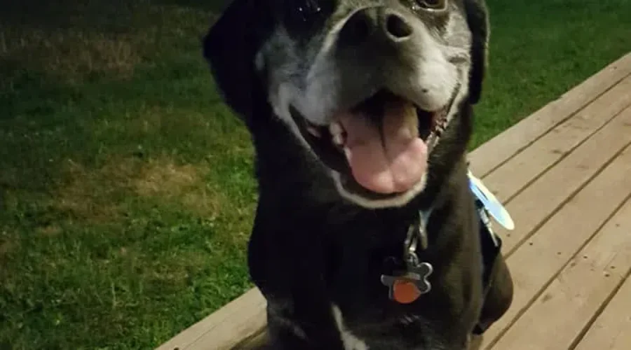 Moncton Family Happy To Have Charlie Home After PEI Adventure