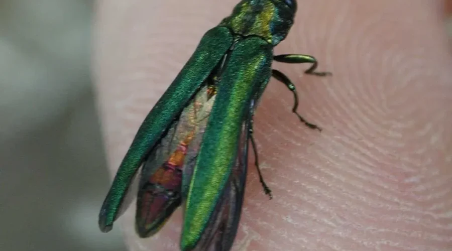 Tree-Killing Beetle Is Hitching A Ride With Firewood