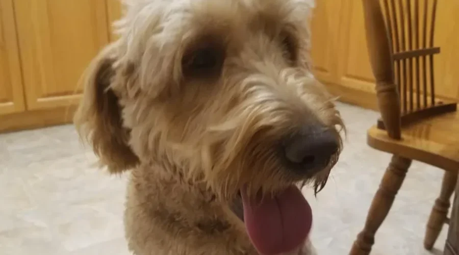 DOG FOUND in kouchibouguac!!!