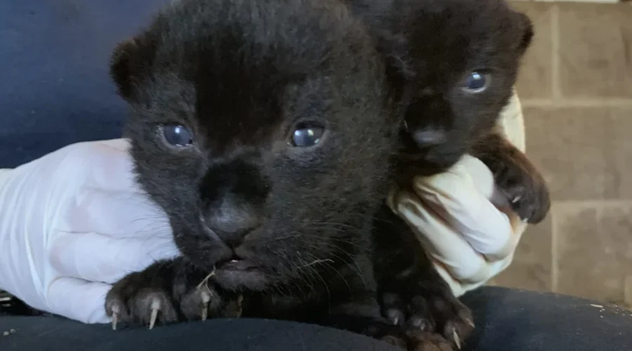Newborn Jaguar Cubs At Magnetic Hill Zoo