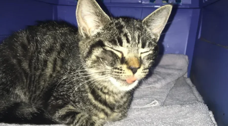 No Feline Adoptions From Greater Moncton SPCA For Next Ten Days