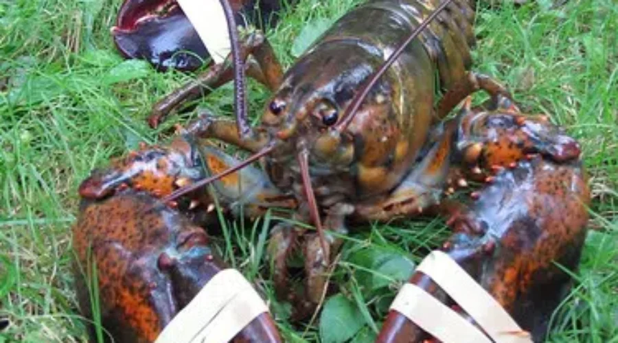 NB Companies Attending Seafood Trade Mission In Asia