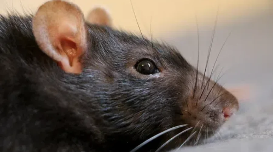 Council Members Question Pest Control Services Agreement