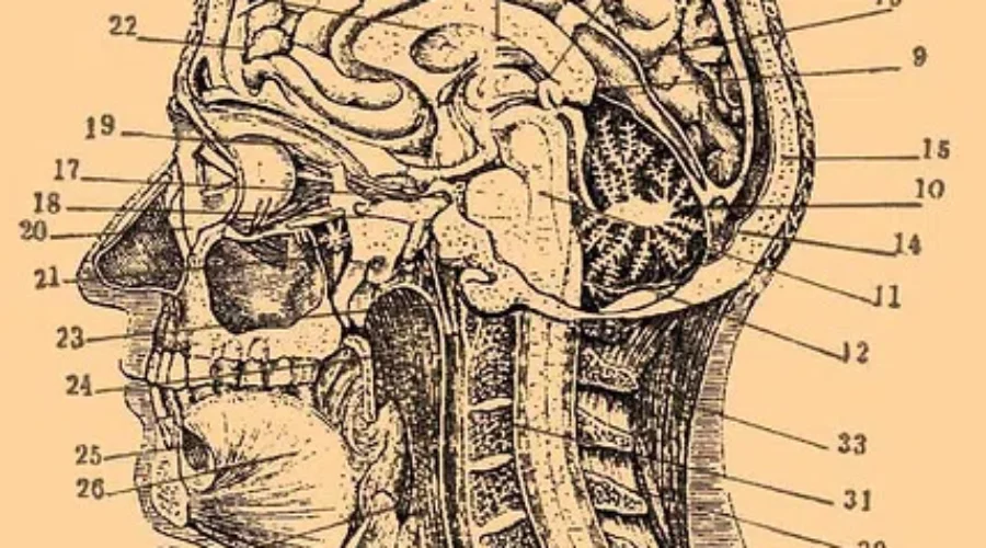 Teachers Receive Concussion Protocol Training