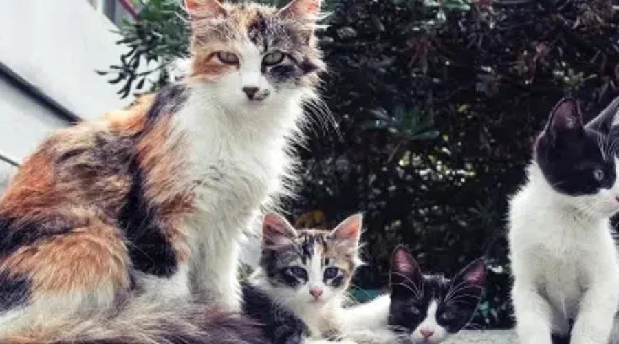 Volunteers Sought To Help Control NB’s Growing Feral Cat Population