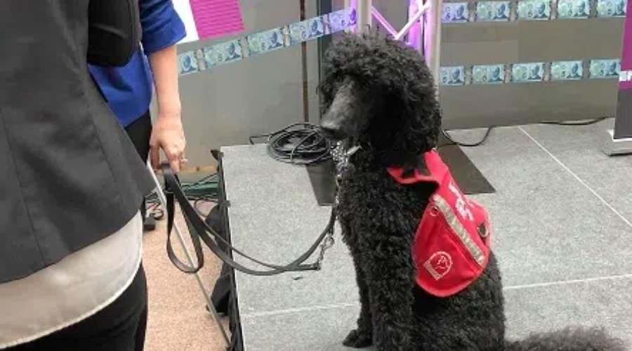 Crisis Centre Employs Poodle To Help Relieve Stress