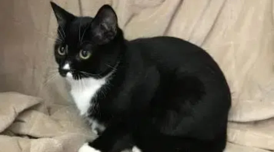 SPCA PET OF THE WEEK MEET OREO