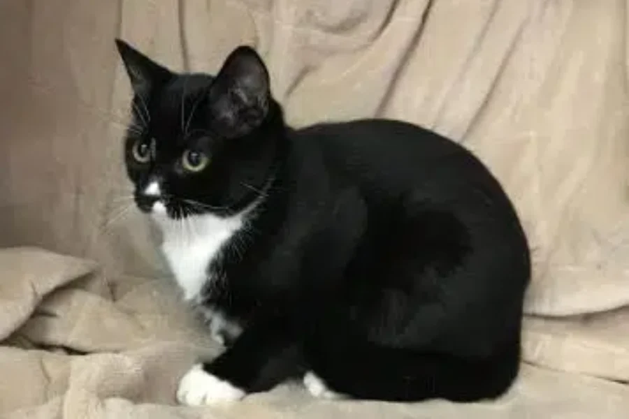 SPCA PET OF THE WEEK MEET OREO