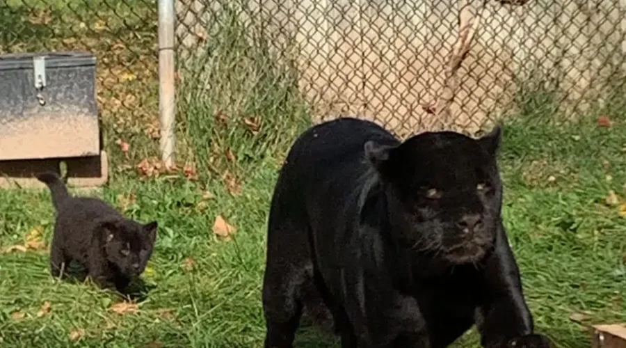 Jaguar Cubs Venture Out Of Their Den
