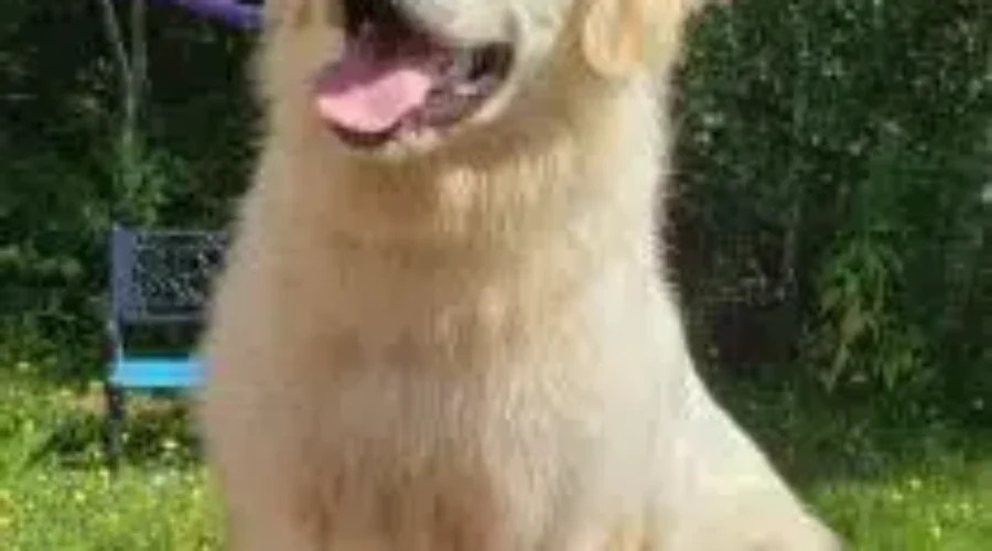 MEET THE SPCA PET OF THE WEEK Finnighan