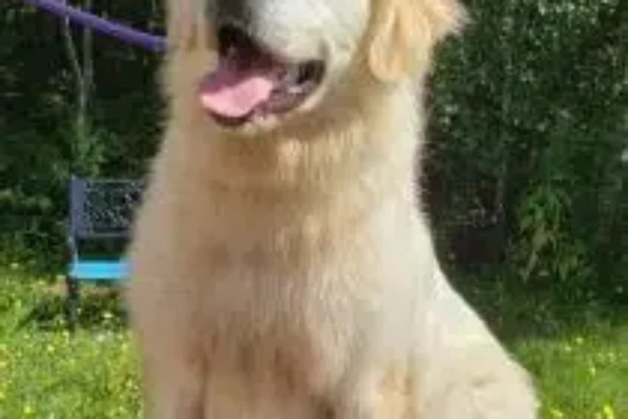 MEET THE SPCA PET OF THE WEEK Finnighan