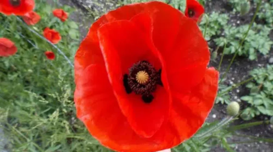 Remembrance Day Ceremonies For Greater Moncton Area