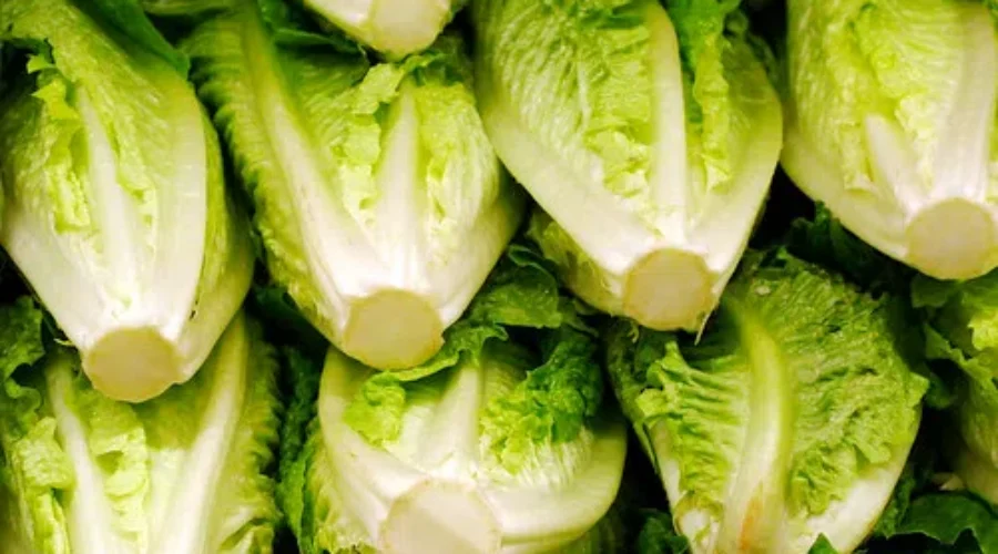 CFIA Warns Canadians of E. Coli Risk