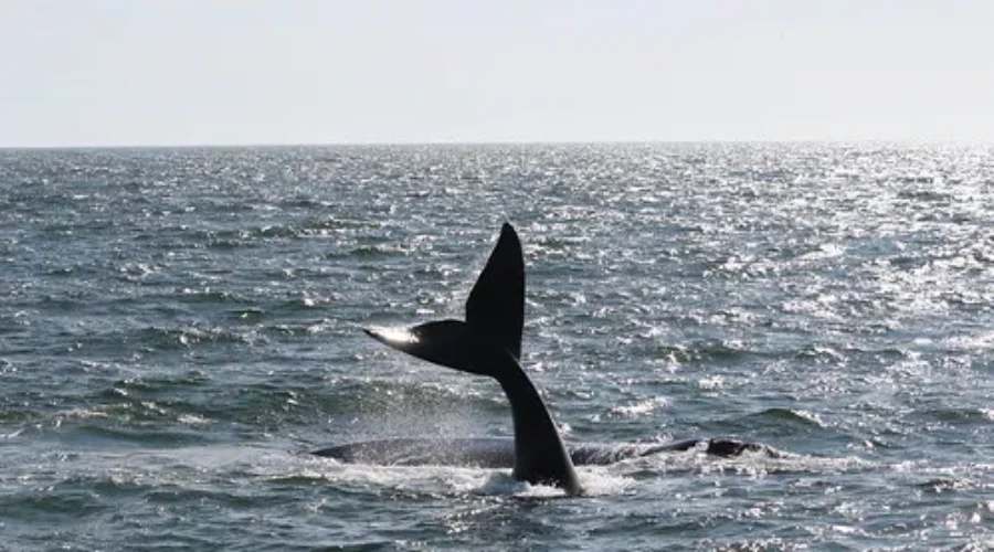 DFO Holds Annual Round Table