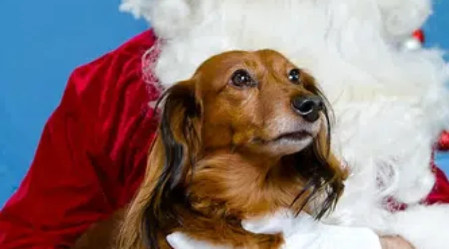 Pet Photos With Santa Fundraiser