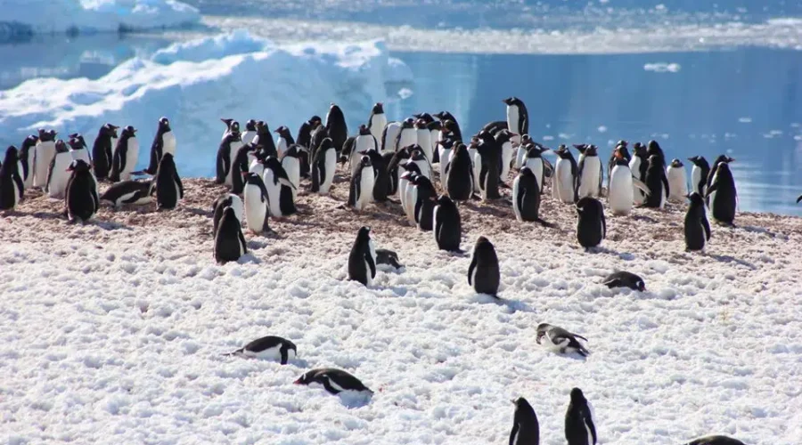Couple Celebrate Wedding Anniversary In Antarctica
