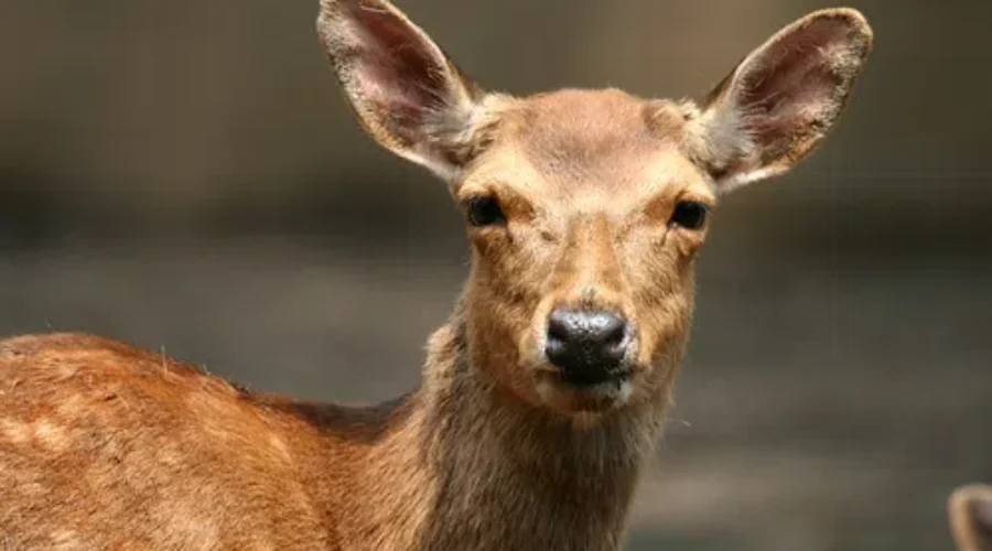 N.B. Looks To Expand Sunday Hunting