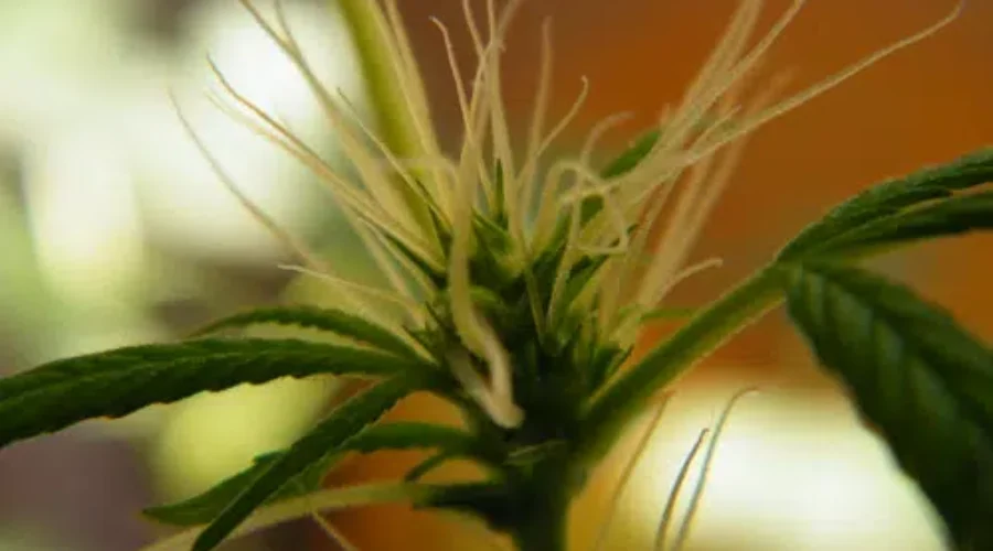 Mislabeled Cannabis Product Being Recalled