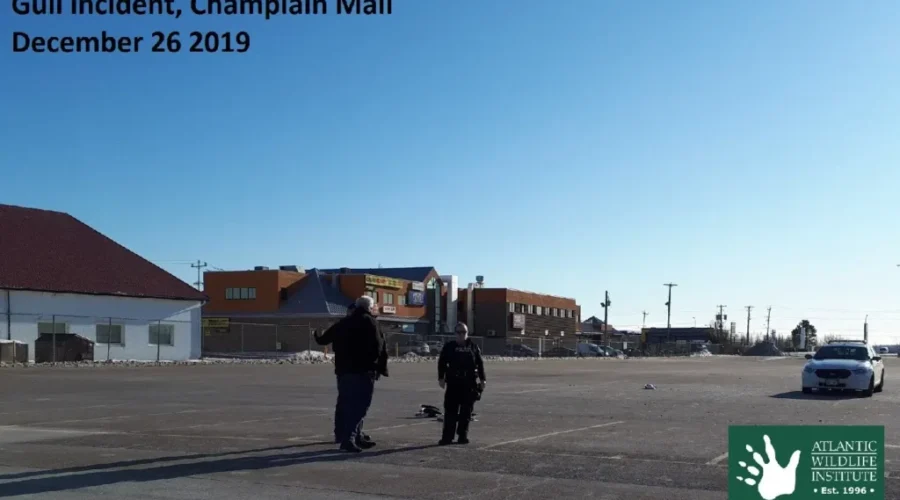 UPDATE: Atlantic Wildlife Institute Says Seagulls Struck And Killed In Parking Lot