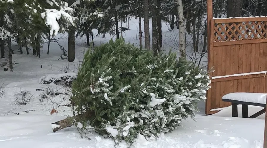 Give Your Christmas Tree A Second Life