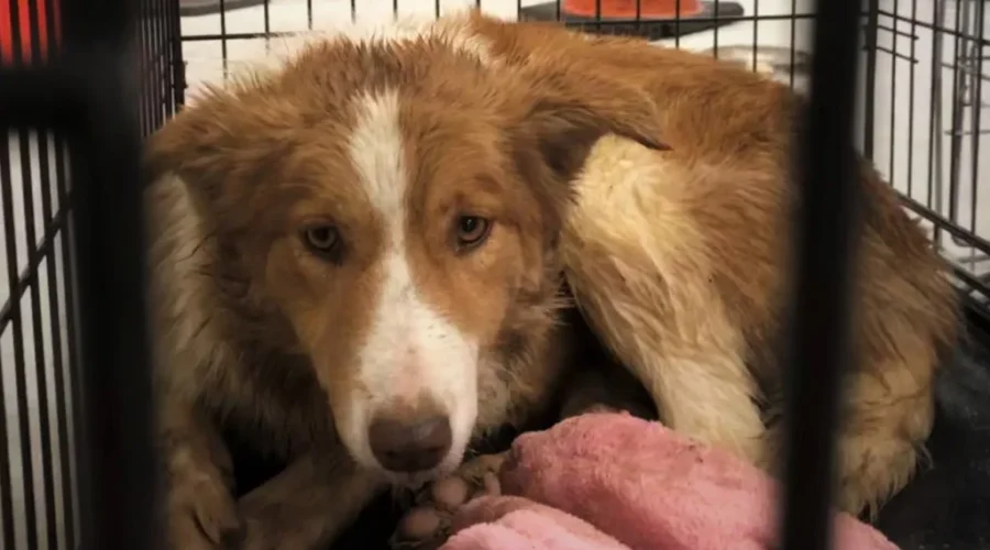 SPCA Rescue Animals From NS Puppy Mill