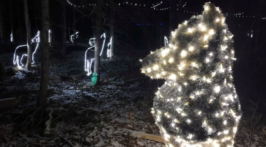 Magnetic Hill Zoo Celebrates The ‘Year of the Wolf’