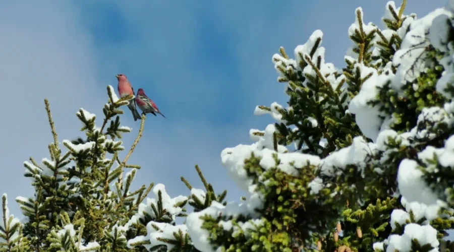 Christmas Bird Count At Fundy