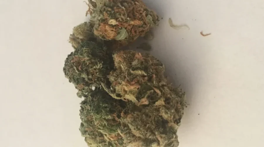 Cannabis Grow-Op Faces Opposition From Neighbours