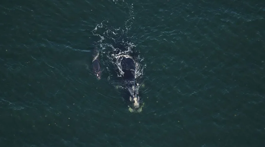 Newborn Right Whale Injured By Propeller