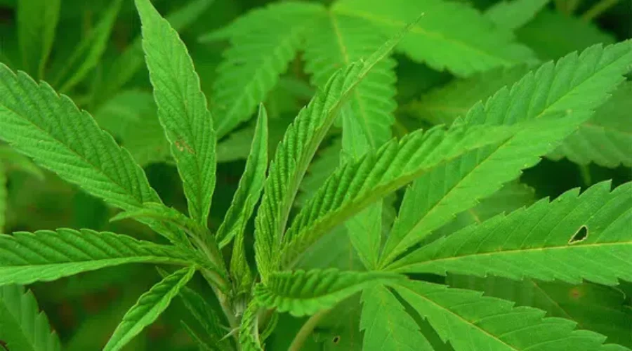 Residents Concerned About Proposed Cannabis Grow-Op