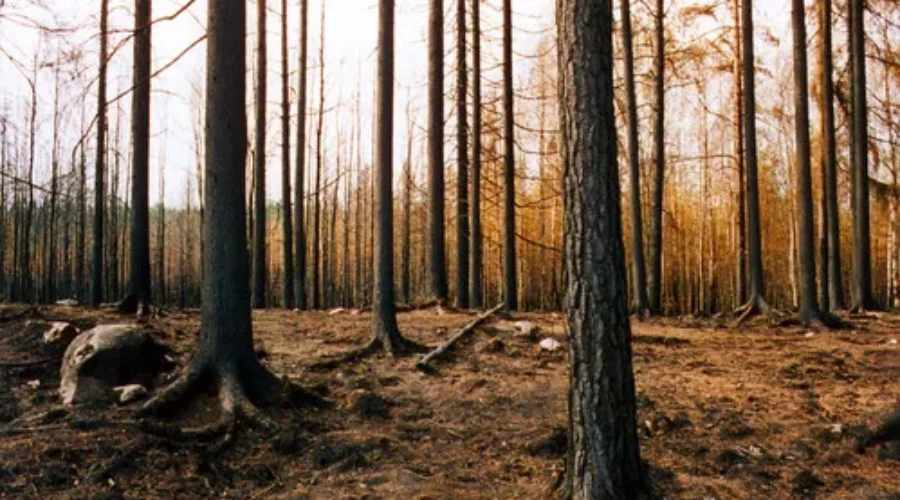 NB Forest Rangers Ready For Challenges In Australia Fires