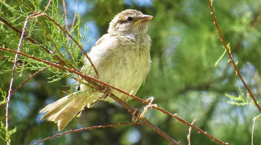 Global Effort To Count Birds Taking Off